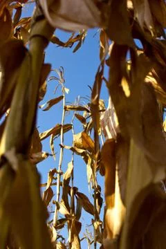 Corn field Stock Photos