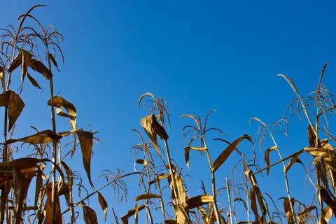 Corn field Stock Photos