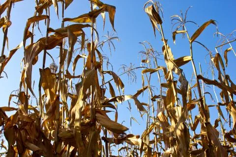 Corn field Stock Photos