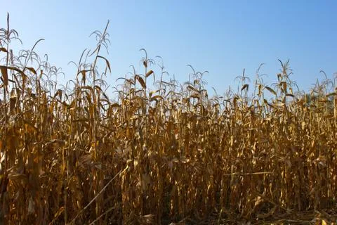 Corn field Stock Photos