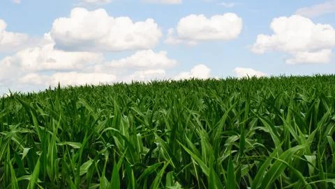 Corn field Stock Photos
