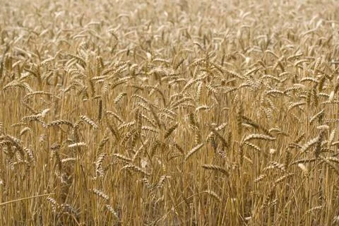 Corn field Stock Photos