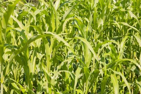 Corn field Stock Photos
