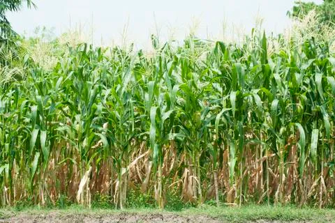 Corn field Stock Photos