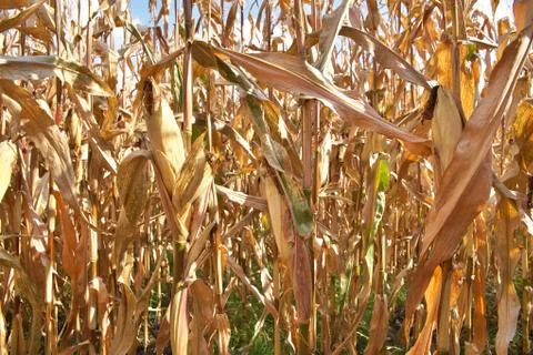 Corn field Stock Photos