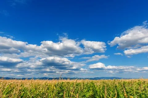 Corn field Stock Photos