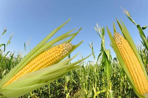 Corn field Stock Photos
