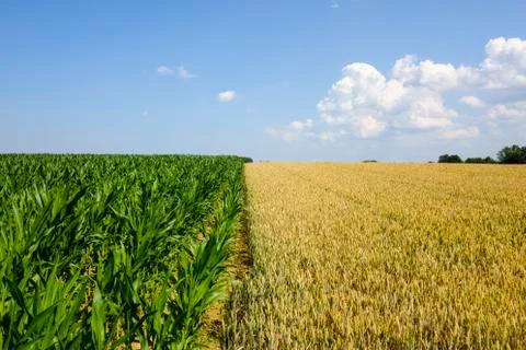 A Corn field Stock Photos