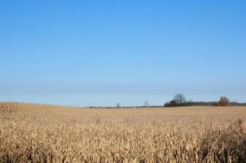 Corn field Stock Photos