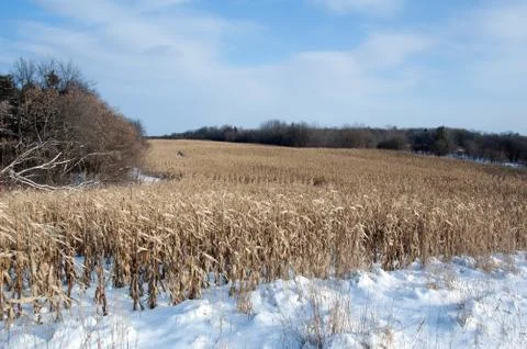 Corn field Stock Photos