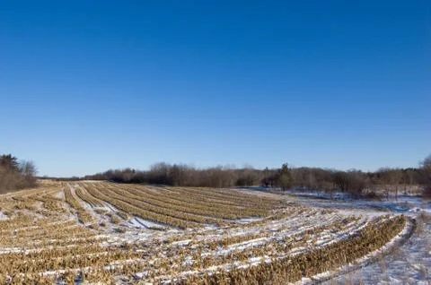 Corn field Stock Photos