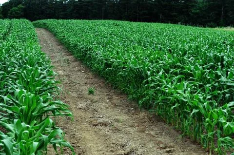 Corn field Stock Photos
