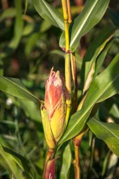 Corn field Stock Photos
