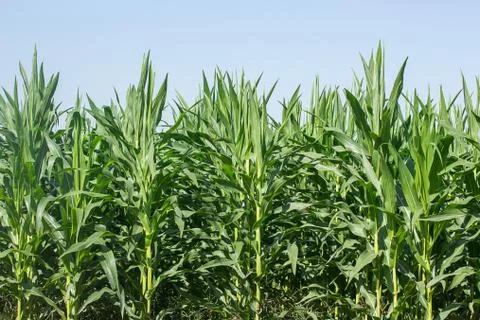 Corn in the field Stock Photos