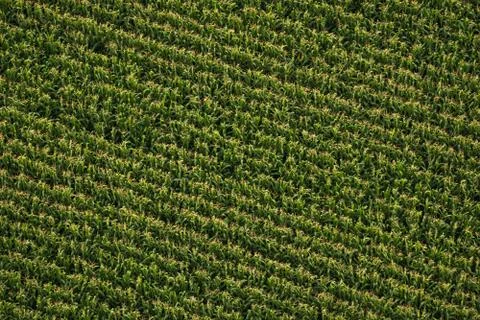Corn field Stock Photos
