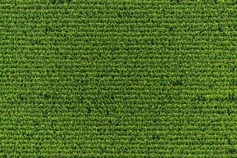 Corn field Stock Photos