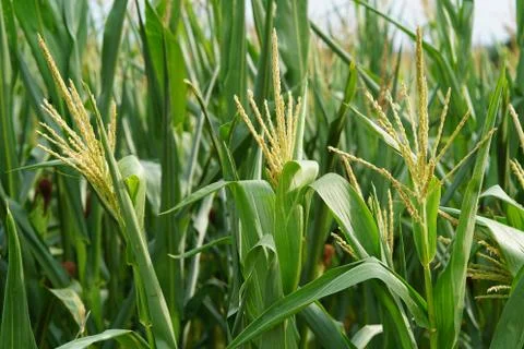 Corn field Stock Photos