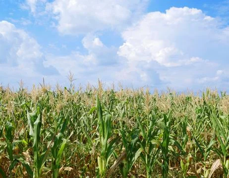 Corn field Stock Photos