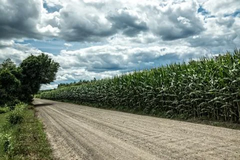 Corn Field Stock Photos