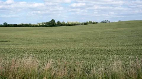 Corn field  Stock Photos