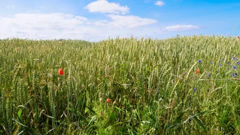 Corn field Stock Photos