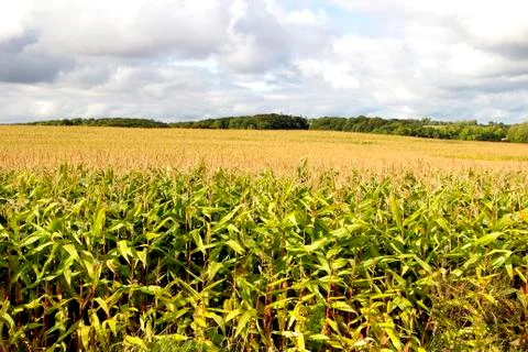 Corn Field Stock Photos