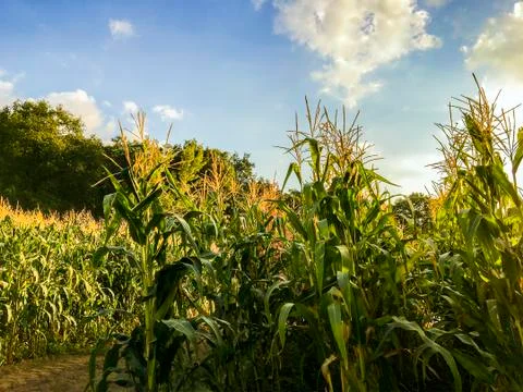 Corn Field Fotos de archivo