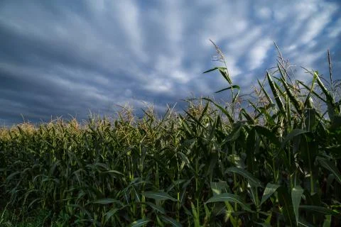 Corn field Stock-Fotos