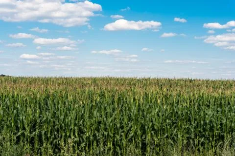 Corn on the field Stock Photos