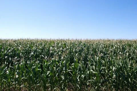 A corn field Stock Photos