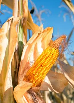 Corn field Stock Photos