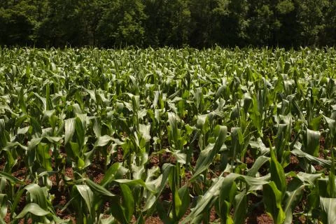 Corn Field 스톡 사진