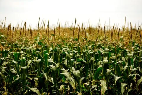 Corn Field 스톡 사진