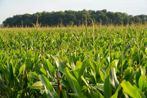 Corn field Foto stock