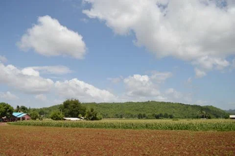 Corn field Foto stock
