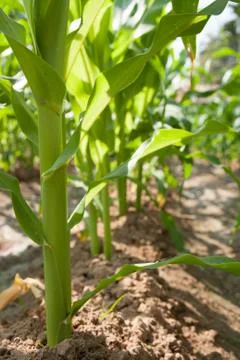 Corn field. Stock Photos