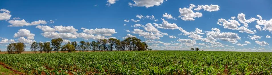Corn field Stock Photos