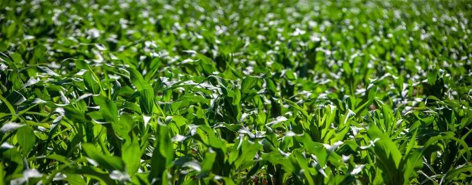 Corn field Stock Photos