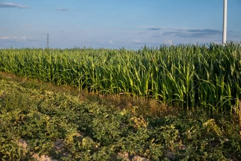 Corn field Stock Photos