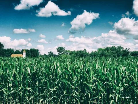 Corn Field Stock Photos