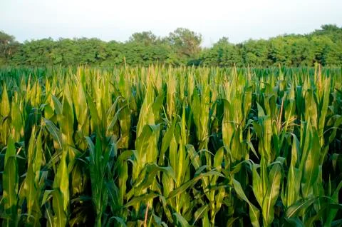 Corn Field Foto stock