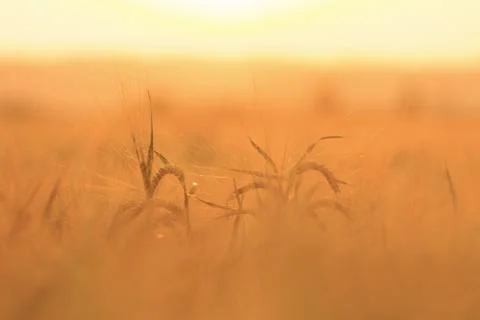 Corn field Foto stock