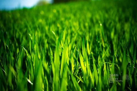 Corn field Stock Photos