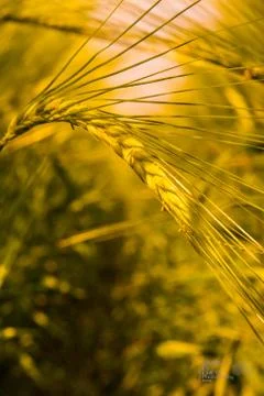 Corn field Foto stock