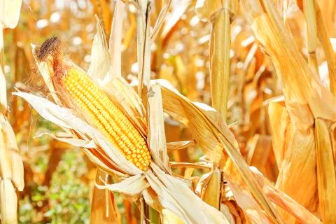 Corn in the field Stock Photos