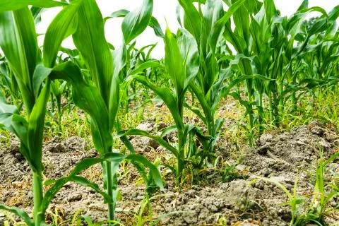 Corn in the field Stock Photos