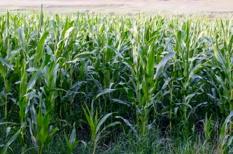 A corn field Stock Photos