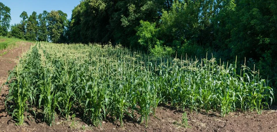 Corn field in the Stock Photos