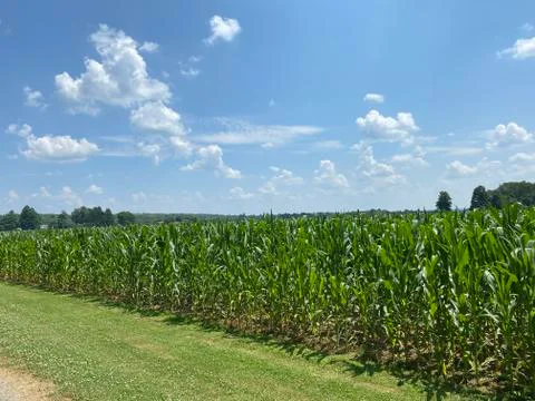 Corn Field Stock Photos