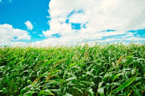 Corn field Stock Photos